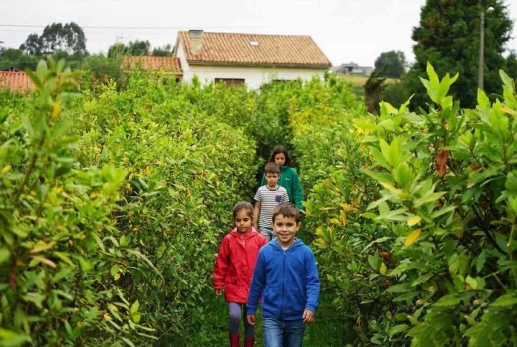 Vista de niños corriendo y jugando dentro de un laberinto natural hecho de setos de laurel en la finca.