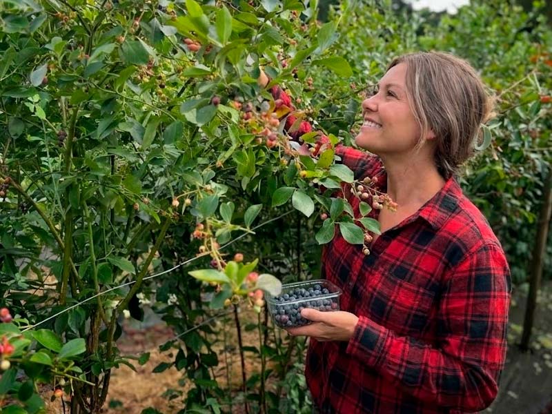 Primer plano de una bandeja de cartón con varias cestitas de plástico transparentes listas para la recolección de fruta.